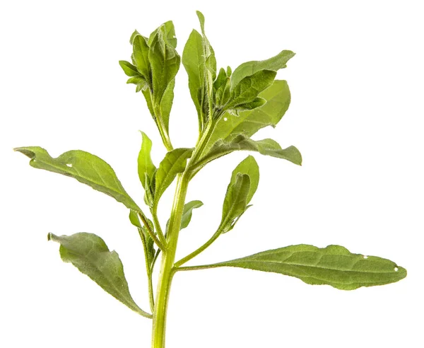 Zöld Levelek Egy Füves Növény Fehér Alapon — Stock Fotó