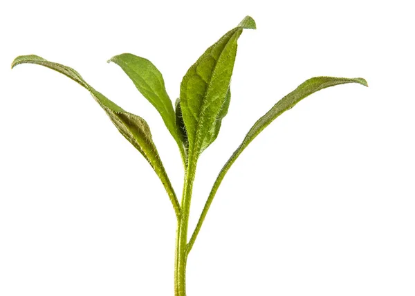 Hojas Verdes Una Planta Herbácea Sobre Fondo Blanco — Foto de Stock