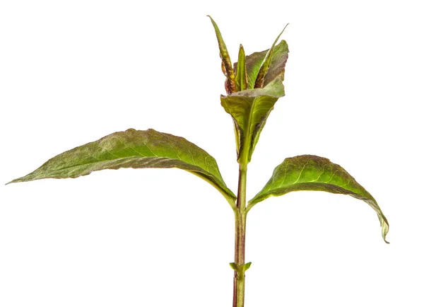Zöld Hajtások Phlox Virágok Fehér Alapon — Stock Fotó