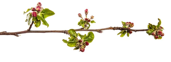 Äppelträd Gren Med Gröna Blad Och Blommande Blommor Vit Bakgrund — Stockfoto