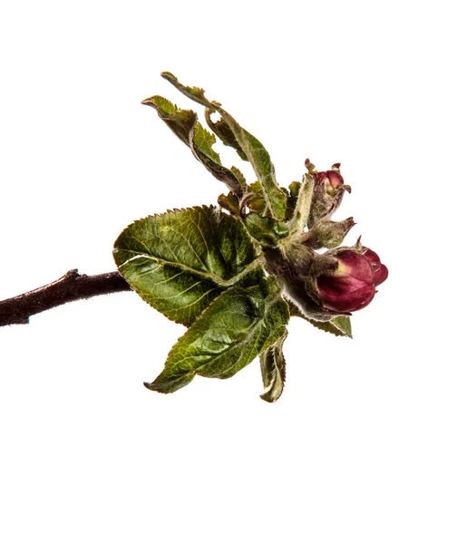 Ramo Melo Con Foglie Verdi Fiori Fioriti Sfondo Bianco — Foto Stock