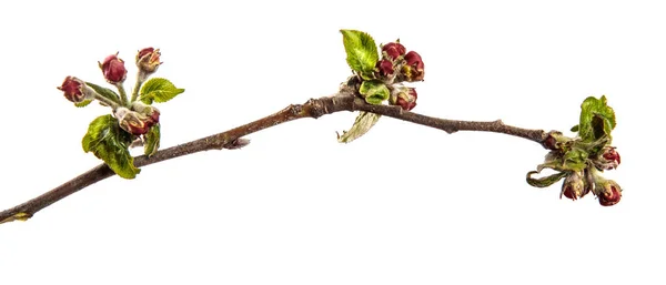 Apple Tree Branch Green Leaves Blooming Flowers White Background — Stock Photo, Image