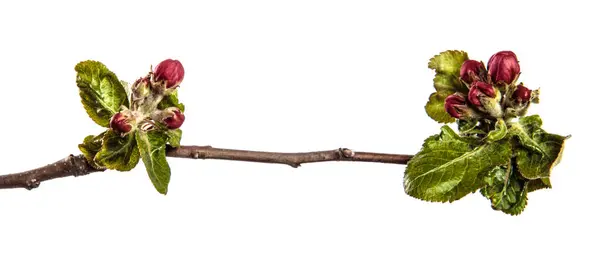 Ramo Melo Con Foglie Verdi Fiori Fioriti Sfondo Bianco — Foto Stock