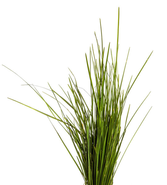 bunch of green lawn grass on a white background