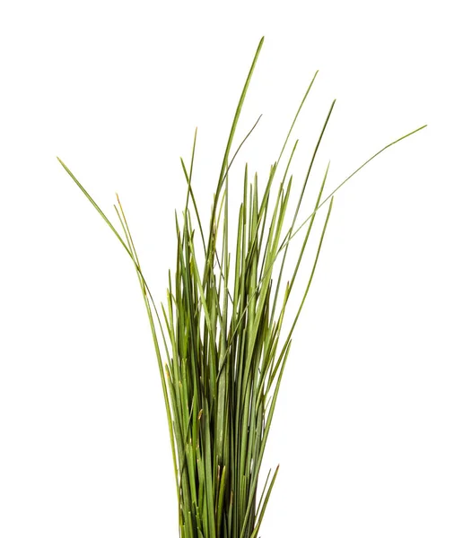 Bündel Grünen Rasengrases Auf Weißem Hintergrund — Stockfoto