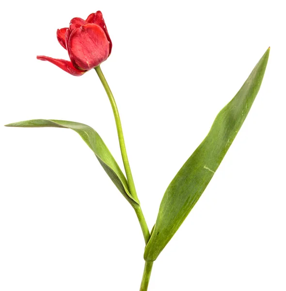 Florescendo Tulipa Vermelha Fundo Branco — Fotografia de Stock