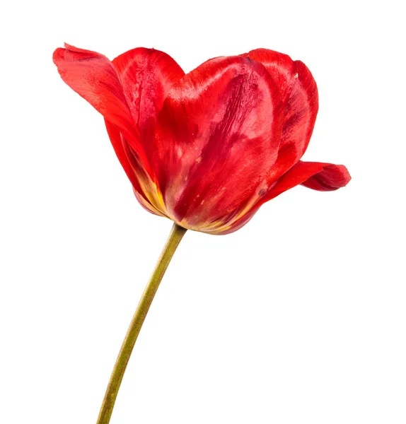 Bouton Tulipe Rouge Gros Plan Sur Fond Blanc — Photo