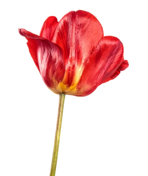 Bouton Tulipe Rouge Gros Plan Sur Fond Blanc — Photo
