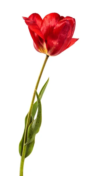 Квітучий Червоний Тюльпан Білому Тлі — стокове фото