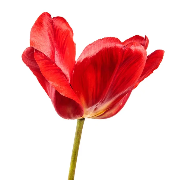 Tulipa Vermelha Botão Close Fundo Branco — Fotografia de Stock