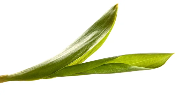 Groene Lelie Van Vallei Bladeren Een Witte Achtergrond — Stockfoto
