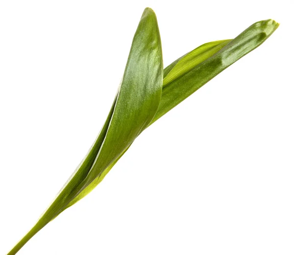 Groene Lelie Van Vallei Bladeren Een Witte Achtergrond — Stockfoto