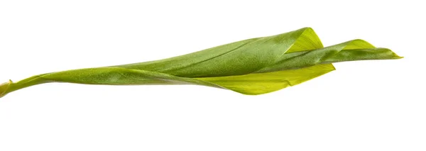 Green Lily Valley Leaves White Background — Stock Photo, Image