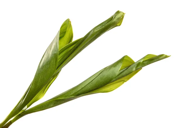 Giglio Verde Della Valle Foglie Sfondo Bianco — Foto Stock