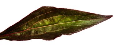 Şakayık çalısı beyaz arkaplanda yakın plan bırakır