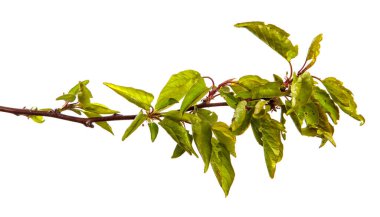 Beyaz arka planda yeşil yapraklı kayısı ağacı dalı