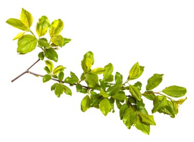 Beyaz arka planda yeşil yaprakları olan yabani elma ağacının dalı