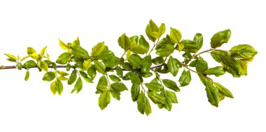 Beyaz arka planda yeşil yaprakları olan yabani elma ağacının dalı