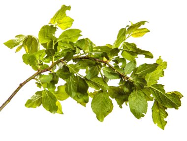 Beyaz arka planda yeşil yaprakları olan yabani elma ağacının dalı