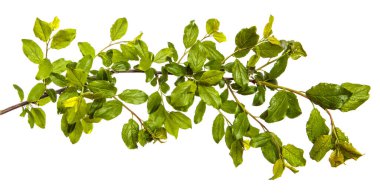 Beyaz arka planda yeşil yaprakları olan yabani elma ağacının dalı