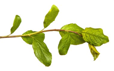 Beyaz arka planda yeşil yaprakları olan yabani elma ağacının dalı