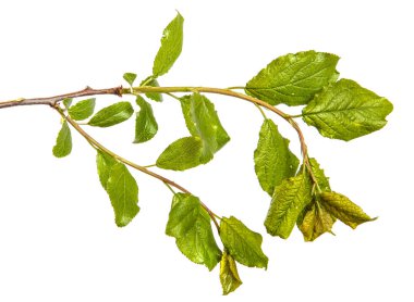 Beyaz arka planda yeşil yaprakları olan yabani elma ağacının dalı