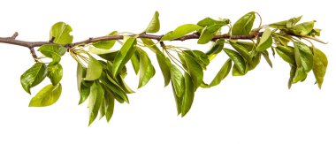 Beyaz arka planda yeşil yapraklı armut ağacı dalı