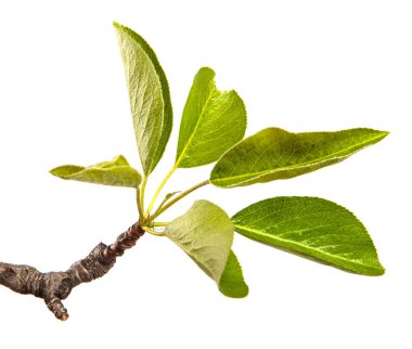 Beyaz arka planda yeşil yapraklı armut ağacı dalı