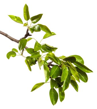 Beyaz arka planda yeşil yapraklı armut ağacı dalı