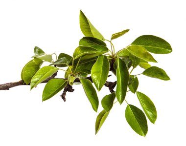 Beyaz arka planda yeşil yapraklı armut ağacı dalı