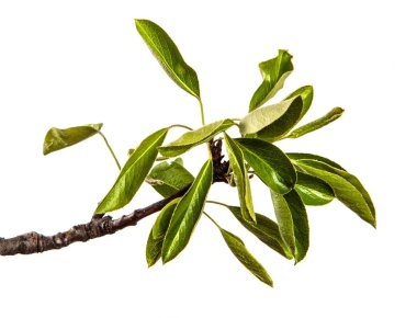 Beyaz arka planda yeşil yapraklı armut ağacı dalı