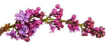 Beyaz arka planda çiçek açan leylak çalıları