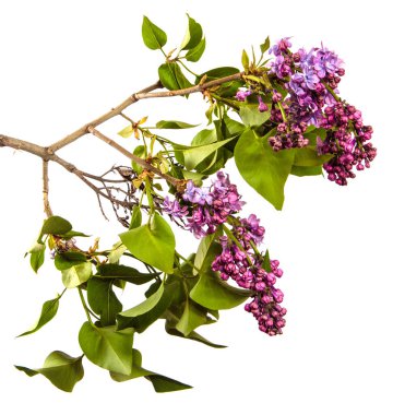 Beyaz arka planda çiçek açan leylak çalıları