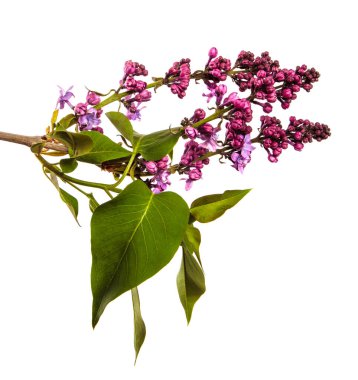 Beyaz arka planda çiçek açan leylak çalıları