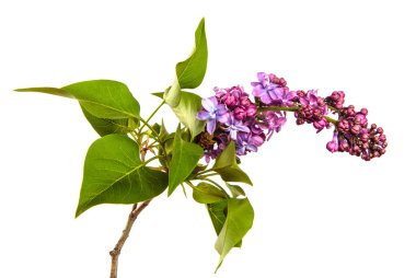 Beyaz arka planda çiçek açan leylak çalıları