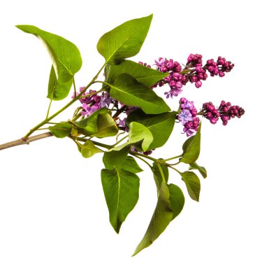 Beyaz arka planda çiçek açan leylak çalıları