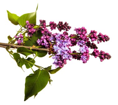 Beyaz arka planda çiçek açan leylak çalıları