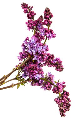 Beyaz arka planda çiçek açan leylak çalıları