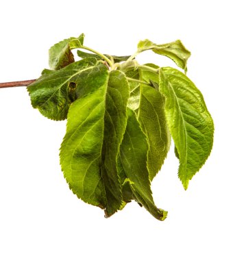 Beyaz arka planda yeşil yapraklı elma ağacı dalları