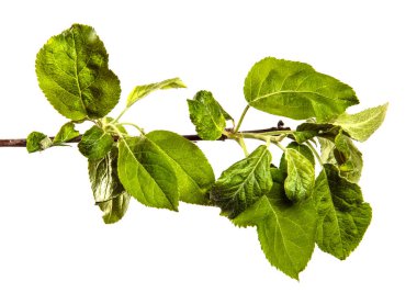 Beyaz arka planda yeşil yapraklı elma ağacı dalları