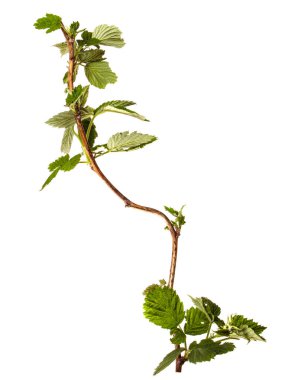 Beyaz arkaplanda yeşil ahududu bahçesi yaprakları