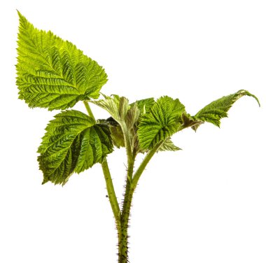 Beyaz arkaplanda yeşil ahududu bahçesi yaprakları