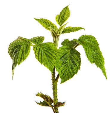 Beyaz arkaplanda yeşil ahududu bahçesi yaprakları