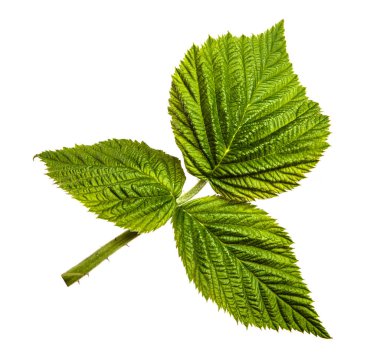 Beyaz arkaplanda yeşil ahududu bahçesi yaprakları