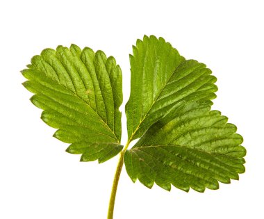 Beyaz arka planda bahçe çileği yaprakları