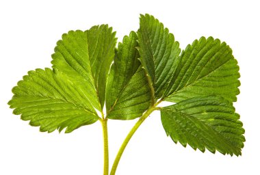 Beyaz arka planda bahçe çileği yaprakları