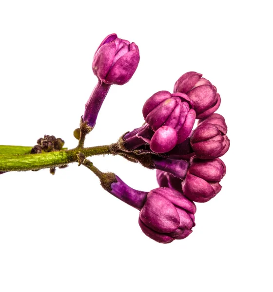 白い背景に紫色のライラックの花がクローズアップされます — ストック写真