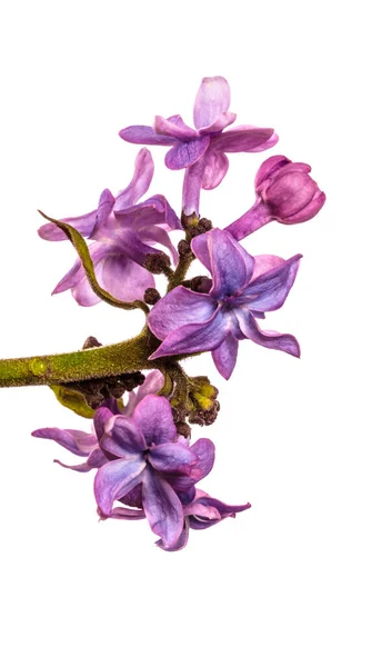 紫丁香花在白色背景上的特写 — 图库照片