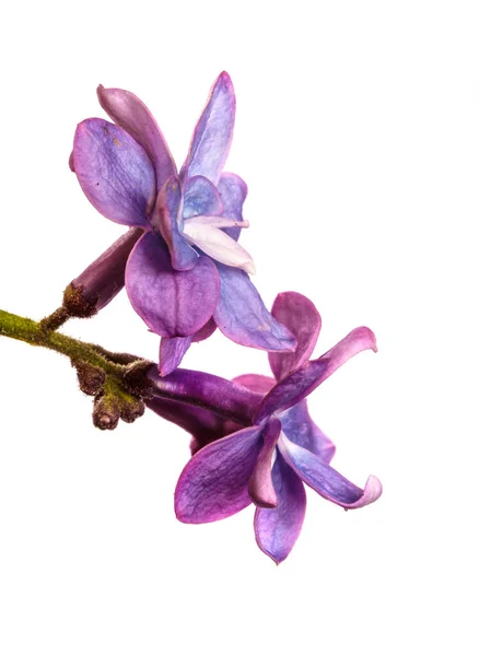 Flores Lila Púrpura Primer Plano Sobre Fondo Blanco — Foto de Stock