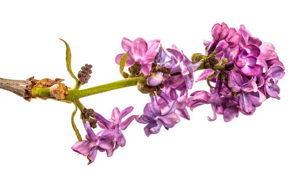 Lilas Violet Fleurs Gros Plan Sur Fond Blanc — Photo